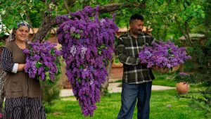 آموزش چیدن گل و درست کردن مربای ارغوان | زندگی روستایی آذربایجان